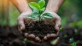 Nature\'s Gift: Holding the Future of Ecology - Plant in Hands on Nature Background Royalty Free Stock Photo