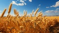 A field of wheat under a blue sky