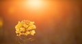 Nature's Golden Wonder: Close-up of Canola Blossom