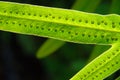 Nature`s green close-up of green fern leaf with spores Royalty Free Stock Photo