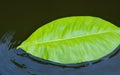 Nature\'s Harmony: Close-Up Photo of Leaves Adrift in Water