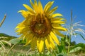 Nature\'s Harmony: Sunflower Blossom Teeming with Busy Bees