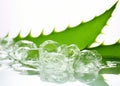 Nature\'s Healing Power: Stunning Photo of Aloe Vera Leaf and Slices Will Leave You in Awe!