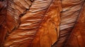 A close up of brown leaves background