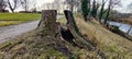 Nature's Hidden Treasures: A Serene View of a Hollow Stump on a Dirt Path, Surrounded by Lush Foliage