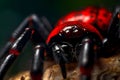 A captivating macro closeup of red and black spider (Generative AI)