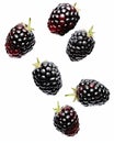 Nature\'s Jewel: Isolated Blackberry Fruits on White Background - A Burst of Juicy Brilliance