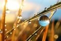 Nature\'s Jewels: Stunning Dew Drops on Wheat Blades Glistening in the Sun