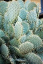 Nature\'s Living Sculpture: An Up-Close Look at the Fascinating World of Cacti