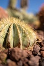 Nature\'s Living Sculpture: An Up-Close Look at the Fascinating World of Cacti