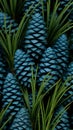 Nature\'s Palette: Close-Up of Blue Pine Cones and Green Needles