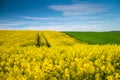 Nature's Palette: Spring's Splendor with Rapeseed and Wheat Fields Royalty Free Stock Photo