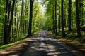Nature\'s Path: Bitumen Road through Enchanting Woods.