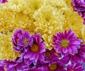 Bright yellow and violet chrysanthemum flowers bunch top view closeup as a natural background. Royalty Free Stock Photo