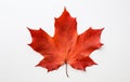 Nature\'s Perfect Isolation: Stunning Maple Leaf on a White Background Royalty Free Stock Photo