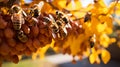 A Mesmerizing Swarm of Bees