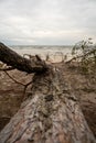 Nature\'s Resilience: Storm-Scattered Trees Embrace the Shoreline, Where Sea Meets Earth in a Coastal Symphony Royalty Free Stock Photo