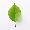 Nature's Resilient Sole: A Vibrant Green Leaf Crowns a Blank Canvas
