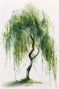 Nature\'s Serenity: The Graceful Weeping Willows and their Tranqu