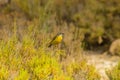 Nature\'s Songsters: Western Yellow Wagtail Birds Amidst the Wilderness Royalty Free Stock Photo