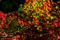 Nature\'s Splendor Unveiled: Captivating Autumn Leaf Backdrop in Kyoto, Japan