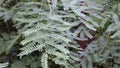 Nature\'s Sway: Gleditsia Triacanthos Branches Caressed by Wind