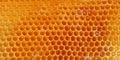 Nature's Sweetness: Honeycomb Awash with the Richness of Fresh Honey.