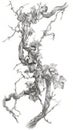 Nature\'s Tangled Beauty: Detailed Pencil Drawing of a Gnarled Vine