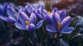 Nature\'s Teardrops: Purple Crocuses Adorned with Raindrop Jewels