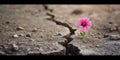 Nature\'s Tenacity Symbolized A Resilient Flower Thrives In A Harsh Environment