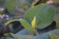 Nature's Verdant Masterpiece: Celebrating the Beauty of Fig Leaves