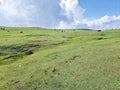 Nature's view of sky, cloud, green meadows & cows at hillstation namely Paye, location in Pakistan Royalty Free Stock Photo