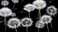 a dandelion in its various stages