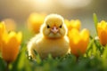 Nature\'s Wonders: An Easter Chick Celebration Royalty Free Stock Photo