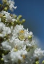 Nature`s Worship Lampstand 01Ã¯Â¼ÅOK Royalty Free Stock Photo