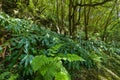 Nature Salto Do Prego trailhead at Faial Da Terra, Sao Miguel, Azores