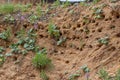 Nature, sand mountain, nesting swift Apodidae. Bird nests in holes on the banks of a river