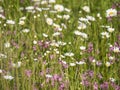 Nature scene with blooming flower meadow with white Leucanthemum, Shasta daisy and pink Lychnis viscaria blossom. Spring