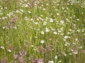 Nature scene with blooming flower meadow with white Leucanthemum, Shasta daisy and pink Lychnis viscaria blossom. Spring