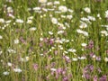 Nature scene with blooming flower meadow with white Leucanthemum, Shasta daisy and pink Lychnis viscaria blossom. Spring