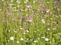 Nature scene with blooming flower meadow with white Leucanthemum, Shasta daisy and pink Lychnis viscaria blossom. Spring