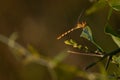 Single dragonfly at natural habitat. Brazilian pantanal. Nature background. Royalty Free Stock Photo