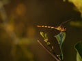Single dragonfly at natural habitat. Brazilian pantanal. Nature background. Royalty Free Stock Photo