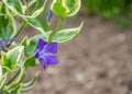 Close-up of beautiful small purple flowers of vinca vinca minor or small periwinkle, decoration of garden among green grass. Royalty Free Stock Photo