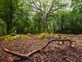 Nature scene in a forest with lush green trees and red orange fallen leaf on the ground. Magic glowing light and mood. Barna woods Royalty Free Stock Photo