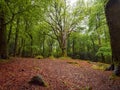 Nature scene in a forest with lush green trees and red orange fallen leaf on the ground. Magic glowing light and mood. Barna woods Royalty Free Stock Photo