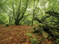 Nature scene in a forest with lush green trees and red orange fallen leaf on the ground. Magic glowing light and mood. Barna woods Royalty Free Stock Photo