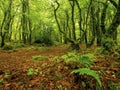 Nature scene in a forest with lush green trees and red orange fallen leaf on the ground. Magic glowing light and mood. Barna woods Royalty Free Stock Photo