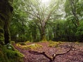 Nature scene in a forest with lush green trees and red orange fallen leaf on the ground. Magic glowing light and mood. Barna woods Royalty Free Stock Photo