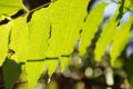 Nature scene of leaf in Chiangmai Royalty Free Stock Photo